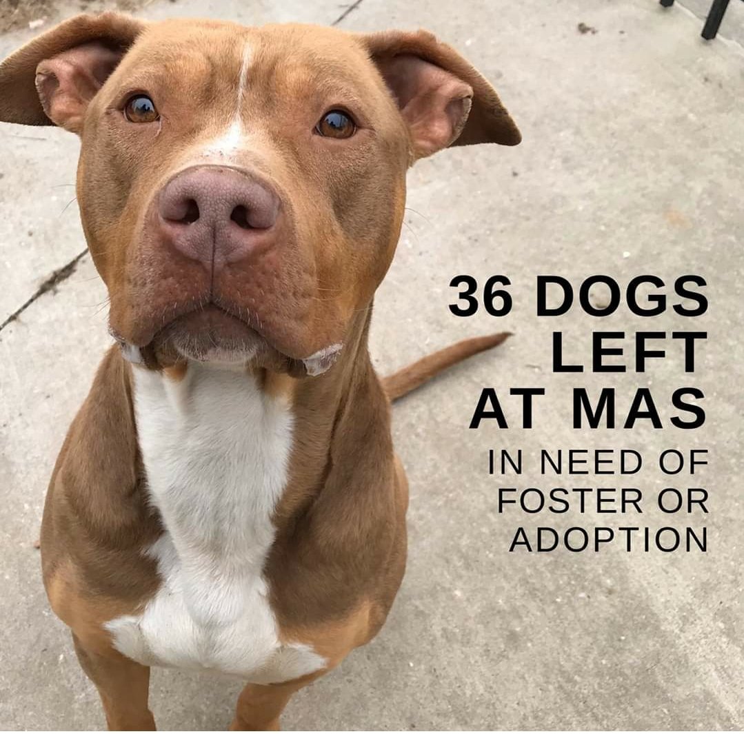 Memphis Pets Alive! tweet media