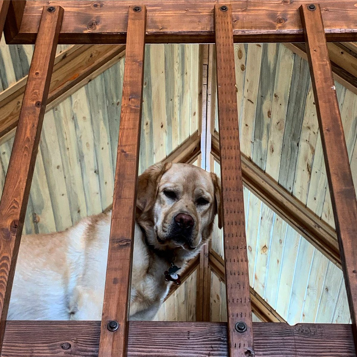 funkefred's tweet photo. Dog is distancing #dogdistancing https://t.co/D2JpQMMwgT