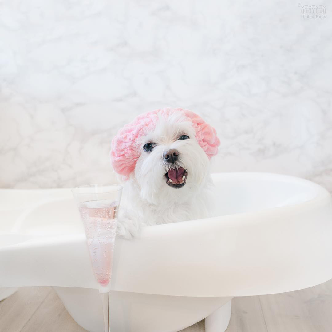 Happy #NationalPuppyDay!🐾 #DogsOfInstagram #Puppy #Bathtime (📸:<a href="/hi/">hi</a>.arod)