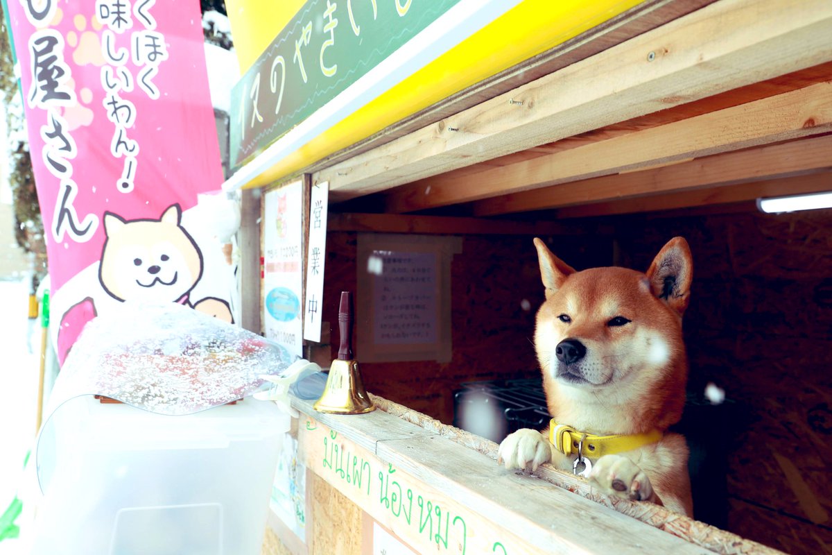 犬なのでおつりはだせません 北海道には柴犬が店番を務める素敵スポット 犬のだがし屋さん がある Togetter