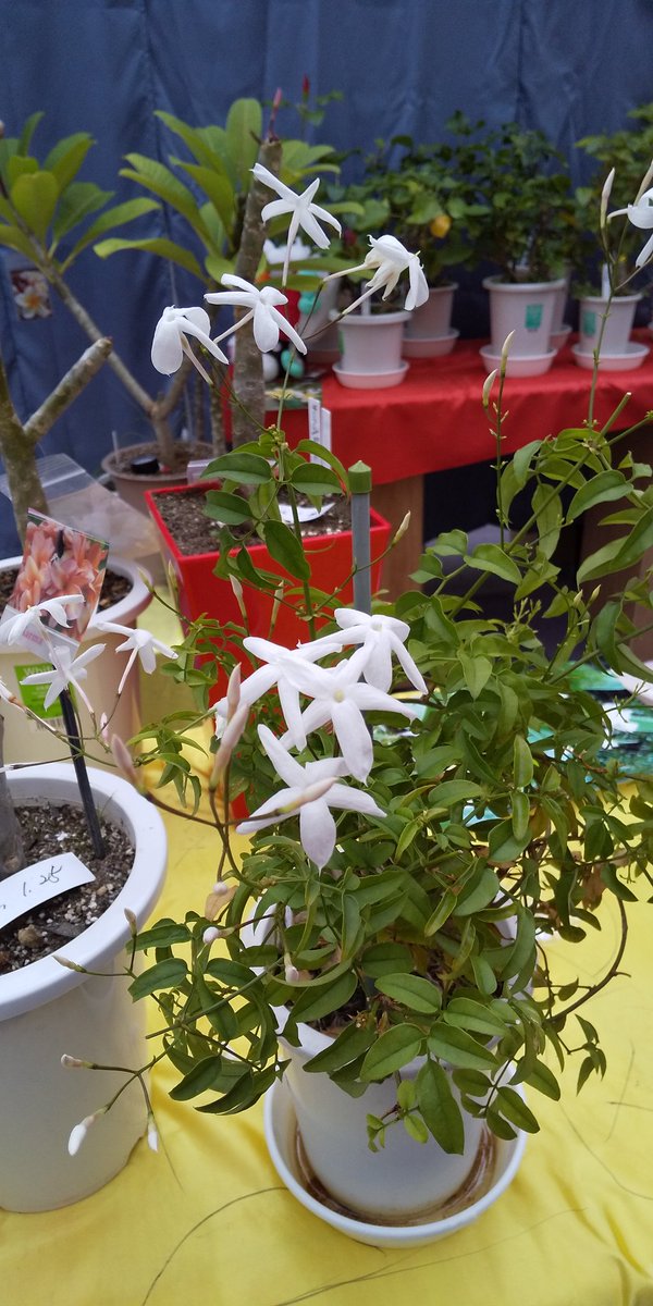 南国花市場 Udnxmufg3luej4z Twitter