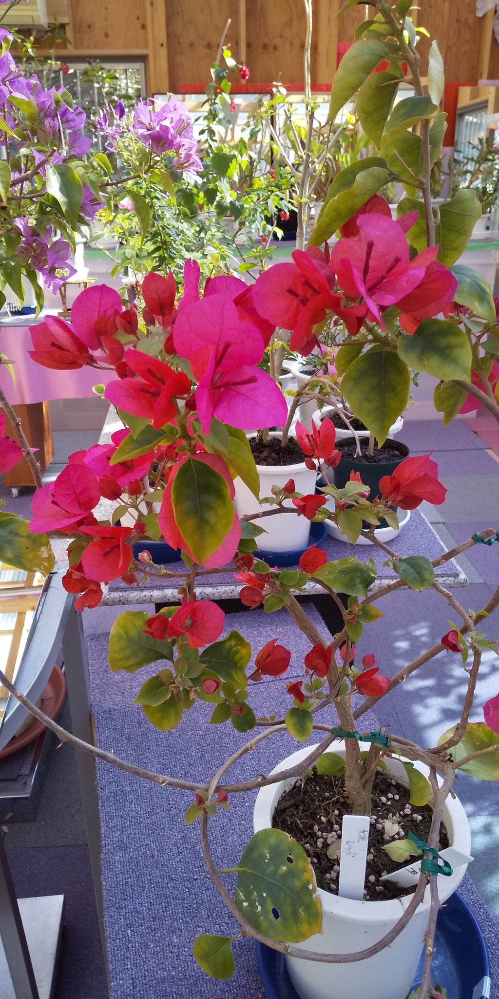南国花市場 Udnxmufg3luej4z Twitter