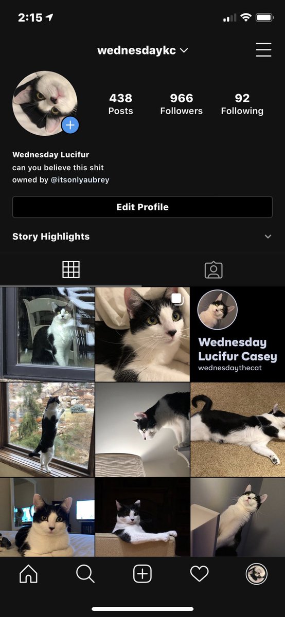 if you like following cats on instagram