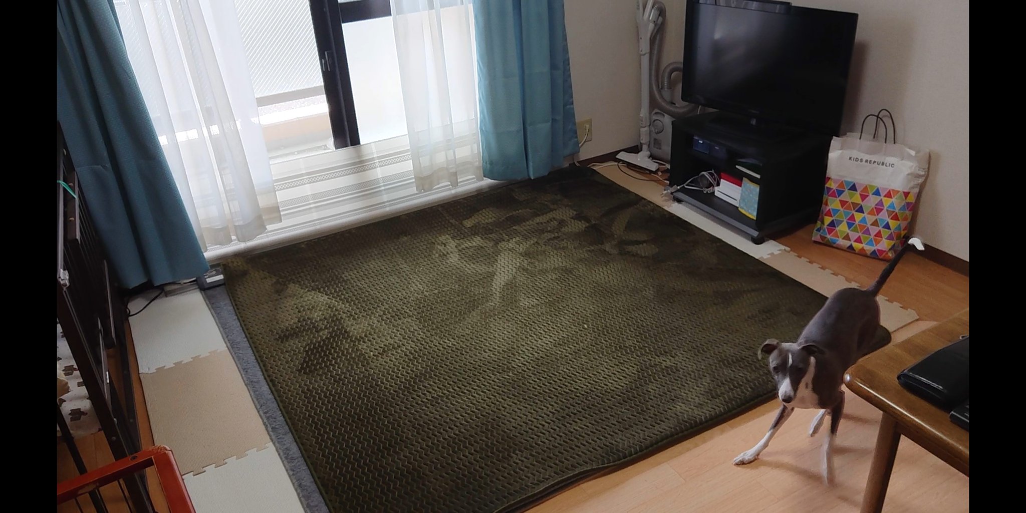 時雨 Al Twitter 部屋綺麗に掃除機したで ５分後 こいつどっから持ってきたのか イタグレ イタリアングレーハウンド 犬好きさんと繋がりたい T Co 7kshpzbdke Twitter