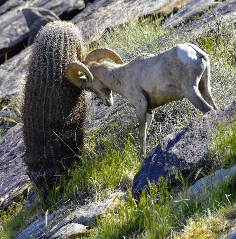 Coachella Valley on Twitter: "A bighorn ram headbutts a barrel cactus to  break through the skin and spines to get to the water rich pulp inside.  Bighorn sheep can go for months