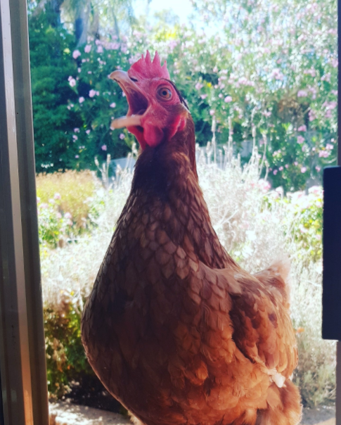 Sydney_Uni's tweet photo. We see all of you #PetsofUWA #PetsofANU, #PetsOfQUT, #PetsAtLaTrobe and #PetsofUNSW - check out some of our #PetsOfUSYD.
It may be the #AusUniPetWars, but the ultimate winner is and always will be pets. Every time. 🐶🐱🐹
Just another perk of #usydonline. https://t.co/msjjk7Duaz