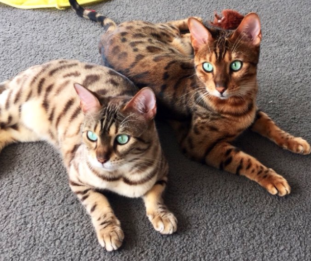 Sydney_Uni's tweet photo. We see all of you #PetsofUWA #PetsofANU, #PetsOfQUT, #PetsAtLaTrobe and #PetsofUNSW - check out some of our #PetsOfUSYD.
It may be the #AusUniPetWars, but the ultimate winner is and always will be pets. Every time. 🐶🐱🐹
Just another perk of #usydonline. https://t.co/msjjk7Duaz