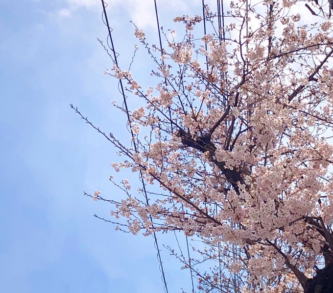 「桜 風景」のTwitter画像/イラスト(人気順)｜4ページ目