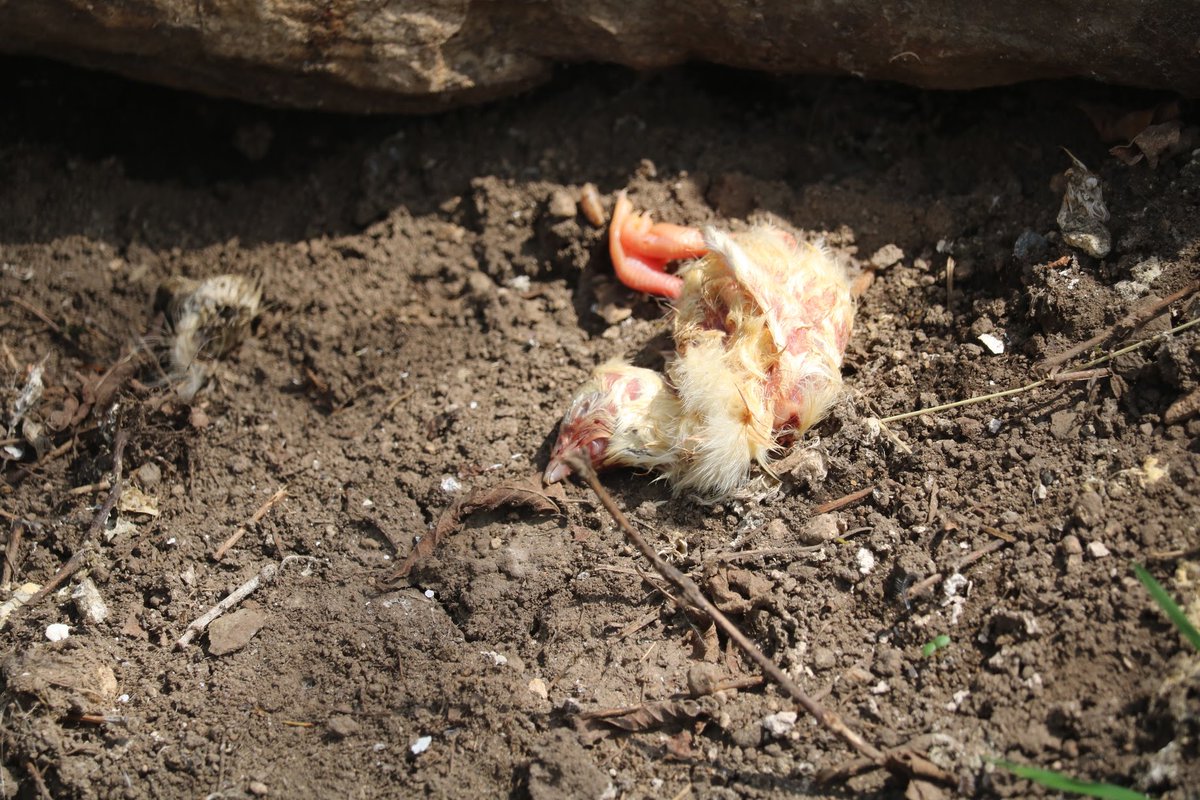 Uzivatel Npo法人 動物解放団体 リブ Animal Liberator Na Twitteru 広く誤解されているのは 動物園 や 水族館 は 動物を生かす数 よりも 動物を殺す数 の方が はるかに多い施設だということ 生きている動物を監禁し死亡させ 繁殖の失敗で死産