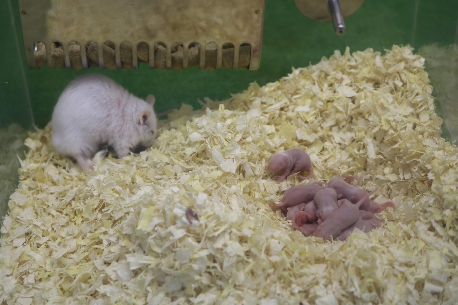 Npo法人 動物解放団体 リブ Animal Liberator 広く誤解されているのは 動物園 や 水族館 は 動物を生かす数 よりも 動物を殺す数 の方が はるかに多い施設だということ 生きている動物を監禁し死亡させ 繁殖の失敗で死産流産させ