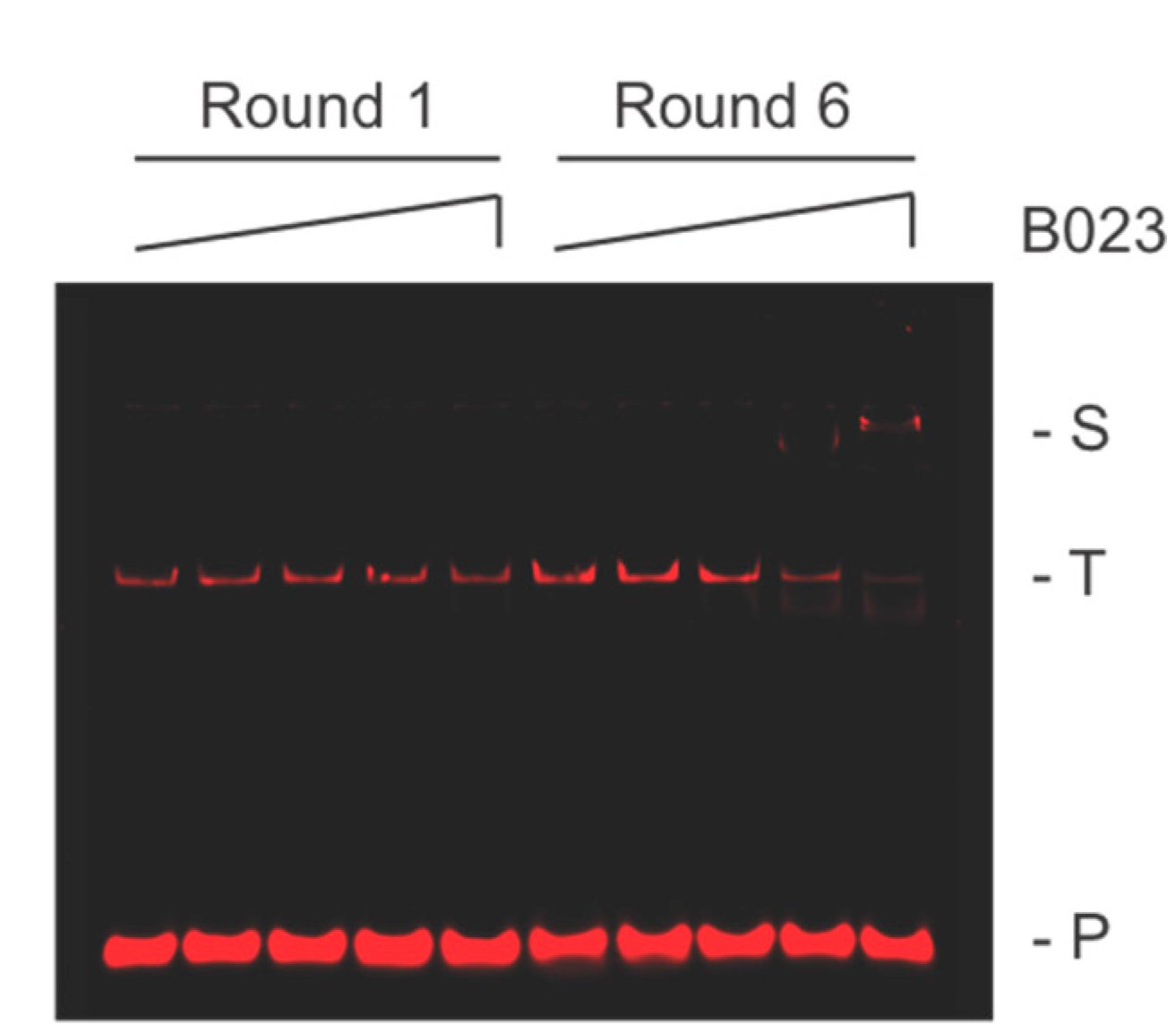 Biomolecules MDPI on Twitter "General and Genomic DNABinding