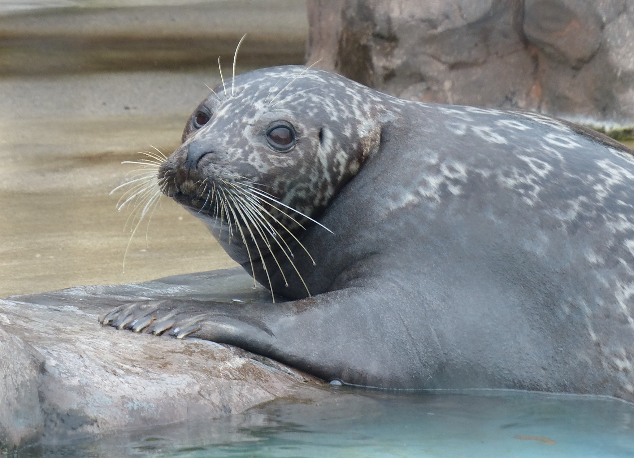 動物園シリーズ 確認用 アザラシ ETxYQ3KVAAAA01G.jpg:large