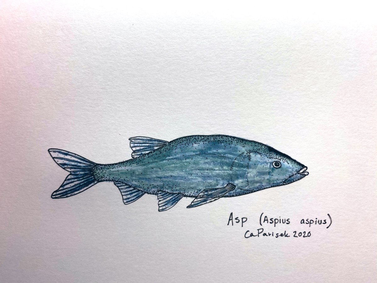 caparisek's tweet photo. I found these brush pens in the back of the closet today! now I wish I hadn’t. anyway,
the Asp — or bolen obecný—is a hardy cyprinid, native to the #CzechRepublic, that can inhabit lakes, rivers, & estuaries. #ink52 #sundayfishsketch https://t.co/BXbgXnNJ1B