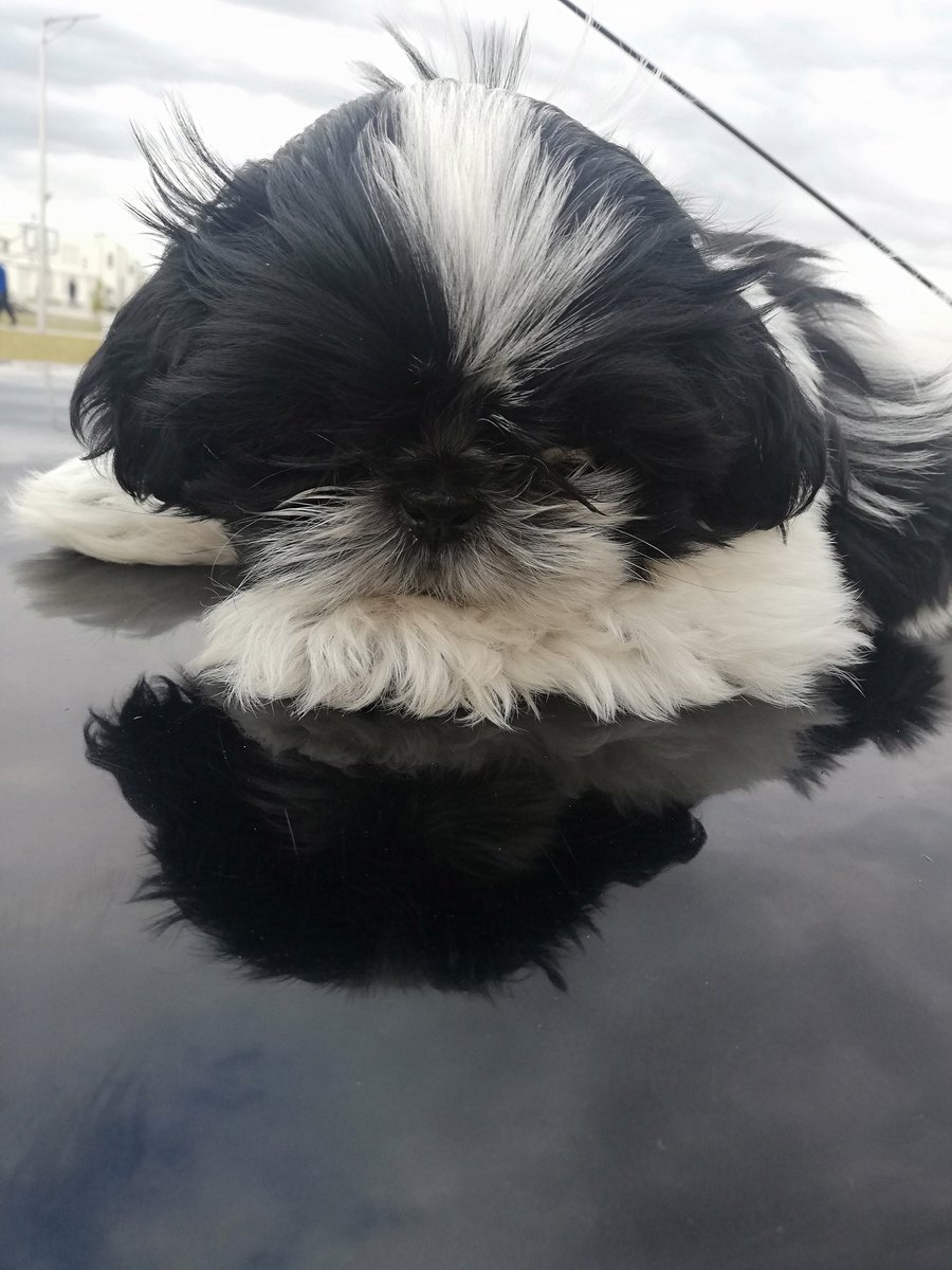 LuisManager's tweet photo. EL SE LLAMA LUKAS ES DE AZCAPOTZALCO, LE GUSTAN MUCHO LOS NIÑOS Y LOS GATITOS
#ANIMALLIKE #Shitzu #Dog https://t.co/tAaxd4jTo2