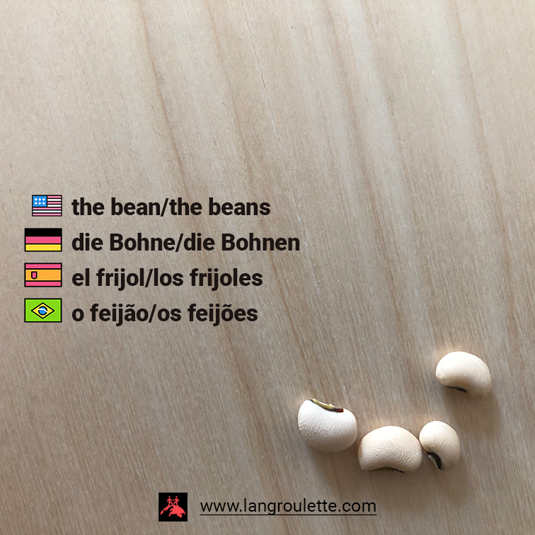 Flashcard [#english] The bean / the beans, [#deutsch] die Bohne / die Bohnen, [#español] el frijol / los frijoles, [#português] o feijão / os feijões. 

#flashcards #german #spanish #portuguese #learnenglish #learnportuguese #aprenderportugues #aprenderespañol #deautschlernen