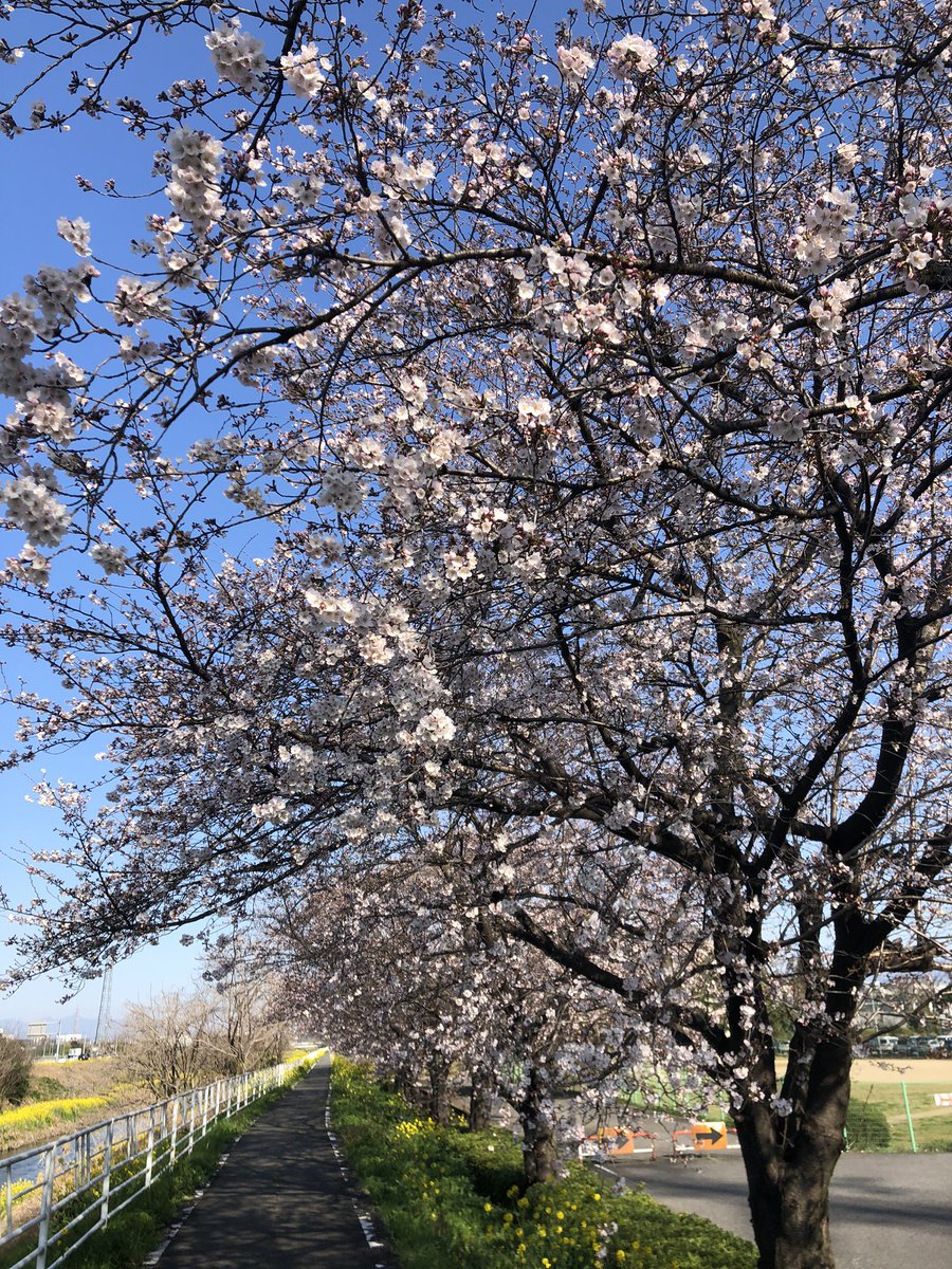 朝から早川サイクリングロード！
桜が咲いてきたー！