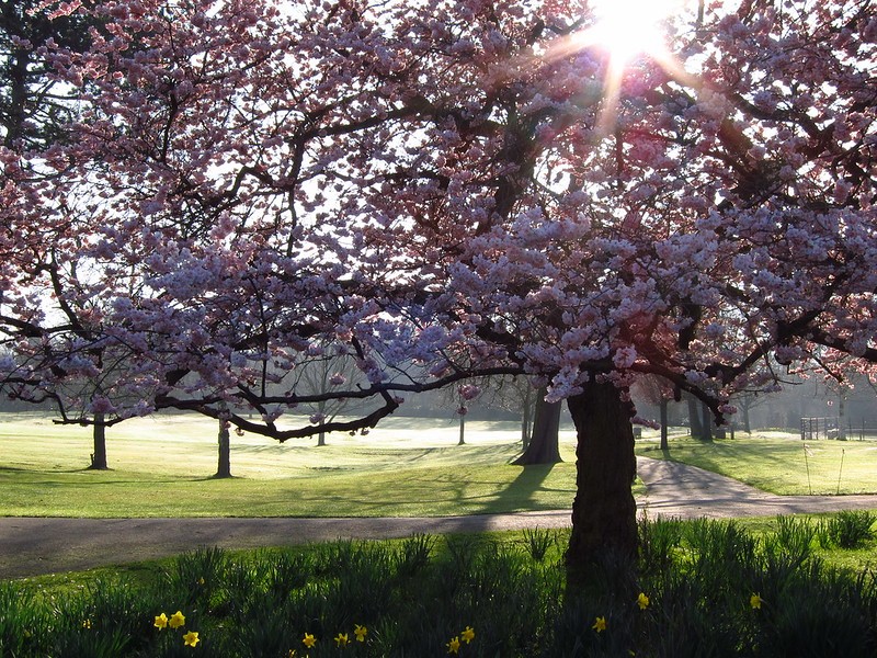 lauranolte's tweet photo. Cherry tree in Golders Hill Park, 23 March 2011:
https://t.co/S9T6b0uQKr https://t.co/eOOmYax0v0