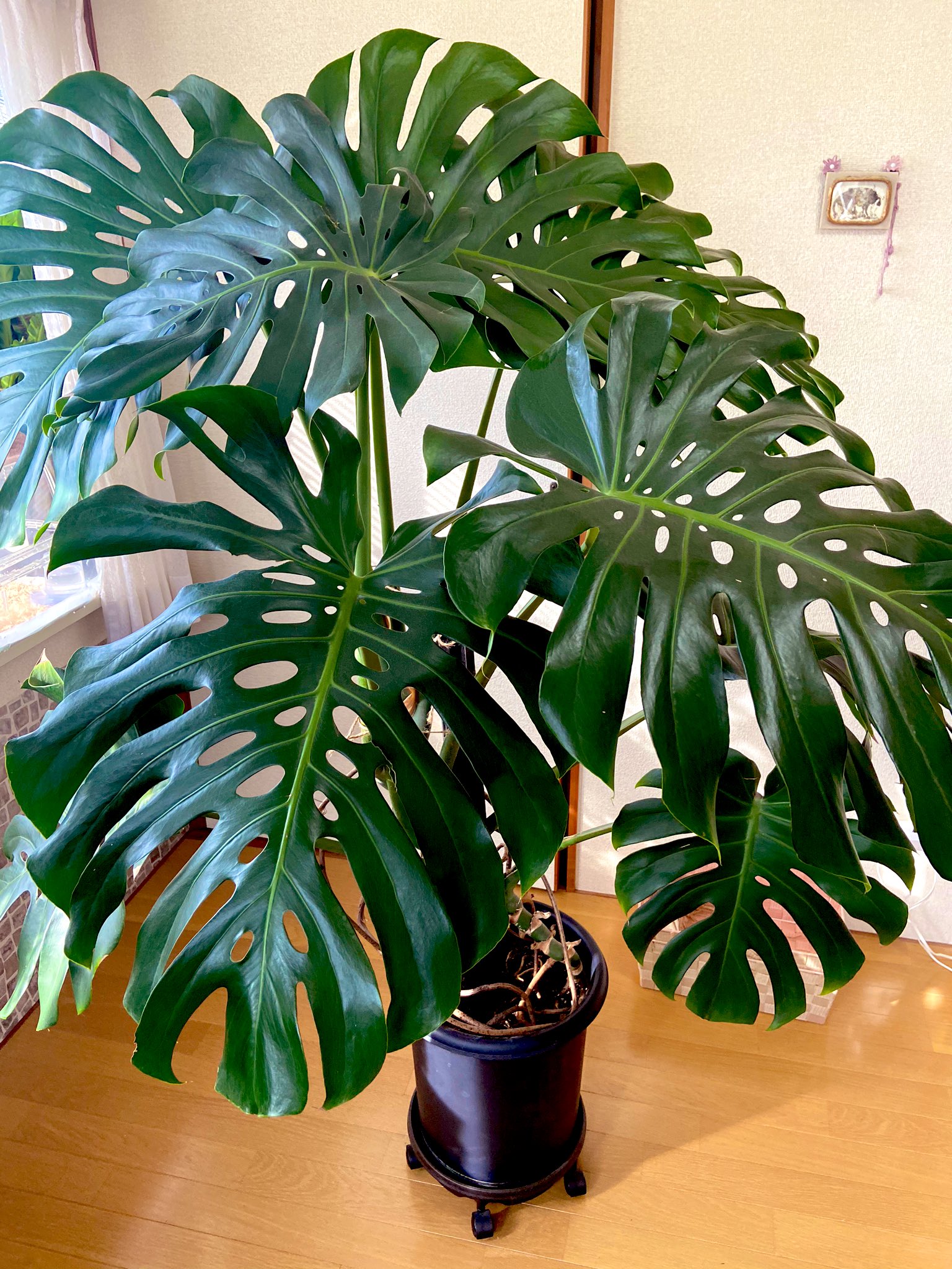 Knitting Artist Ala モンステラの形を整えた 支柱に誘引 というかしばりつけたw でかい 一苦労w ダイソーで買ったミニ観葉植物の4年後ですw ダイソー モンステラ 観葉植物 T Co F73ussax3n Twitter Knitting Artist Ala モンステラの形を整えた 支柱に誘引 というかしばりつけたw でかい 一苦労w ダイソーで買ったミニ観葉植物の4年後ですw ダイソー モンステラ 観葉植物 T Co F73ussax3n Twitter