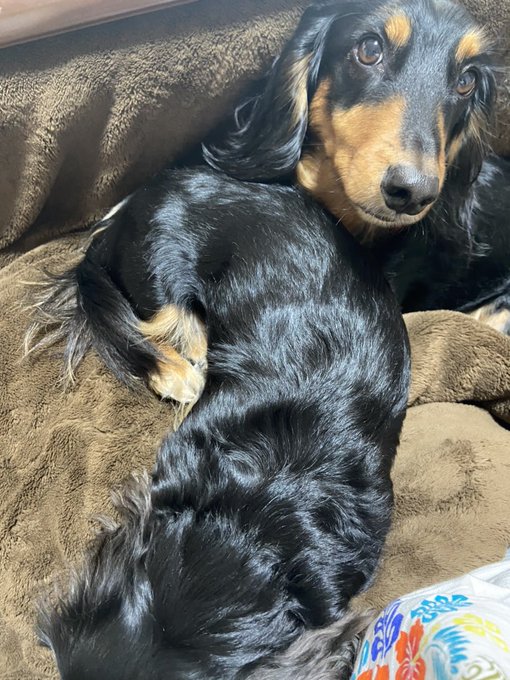 膝の上のtwitterイラスト検索結果