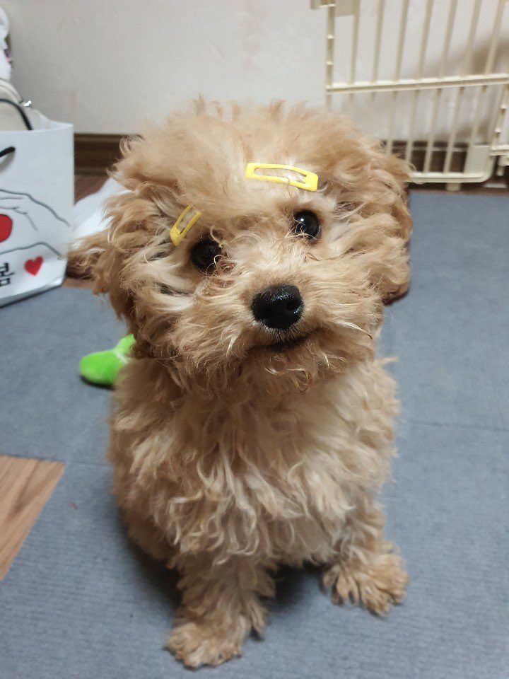 WeInTheZone_twt's tweet photo. [#추추]
오늘 PM 6시 
#Be_Your_Star 많이 들어주개
(🐶위인더존 막내🐶)

#WE_INTHE_ZONE #위인더존 
#CHUCHU https://t.co/GLqW8o0H4F
