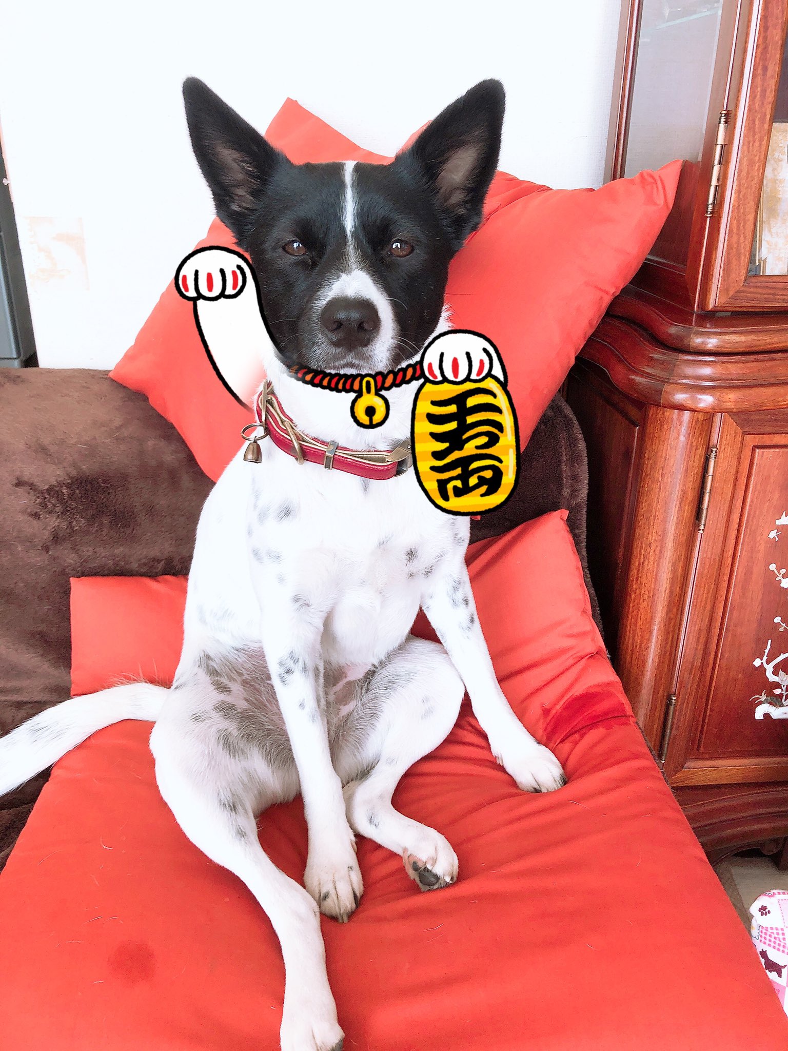 ゆたんぽ なんやこりゃsヾ W ﾉわぉ つむぎは犬ですけどー U ﻌ U Snowの猫用スタンプで反応してしまうて笑 かわいすぎな まねきねこ かわいいと思ったらrt ペット 保護犬 犬 猫 ねこ Snow 加工 加工アプリ T Co Bs0t6vknpk