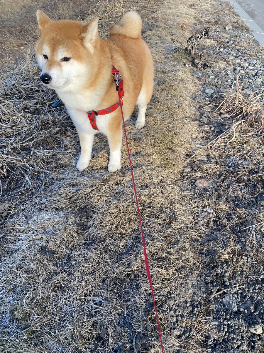 shibaurimaru's tweet photo. 最近なんかポカポカだな〜☀️ https://t.co/RuT5OW8XWD