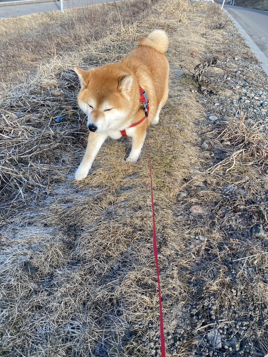 shibaurimaru's tweet photo. 最近なんかポカポカだな〜☀️ https://t.co/RuT5OW8XWD