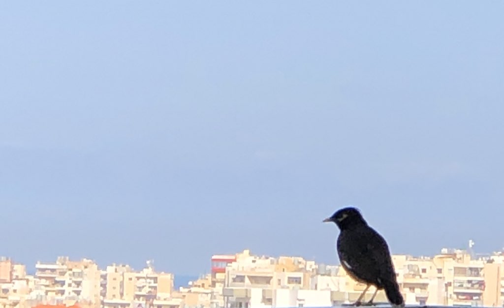samar_dani's tweet image. It’s so quiet that birds are stopping by to chat. But they’re keeping their distance! #tweetingfromhome #workingfromhome &amp;amp; #stayinghome