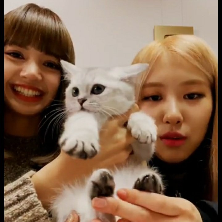 isak VIBE on Twitter "RT rosiegodtier Chaelisa introducing their new