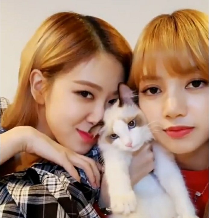 isak VIBE on Twitter "RT rosiegodtier Chaelisa introducing their new