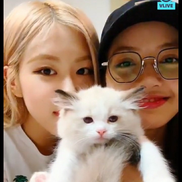 isak VIBE on Twitter "RT rosiegodtier Chaelisa introducing their new