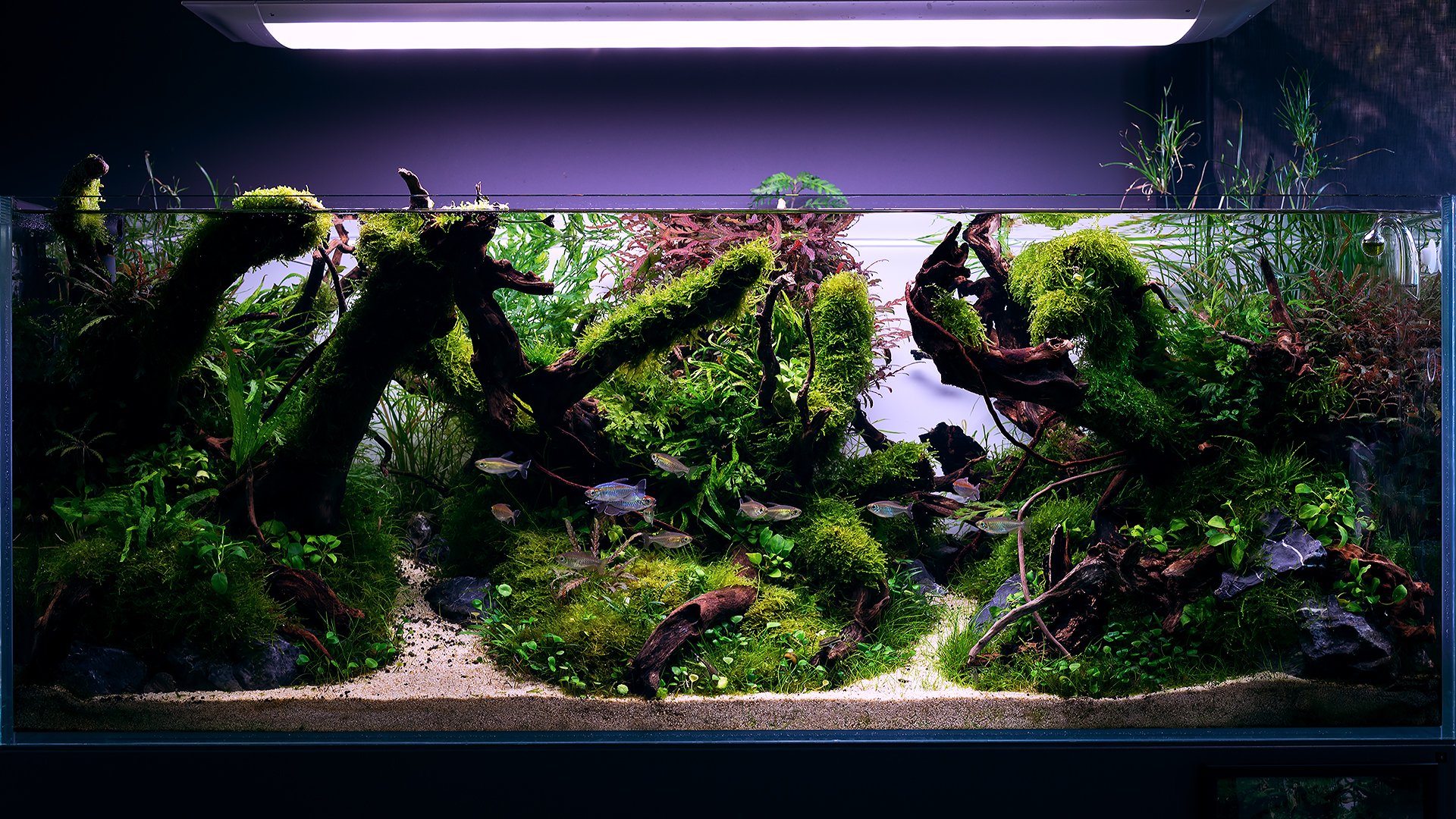 Aquascape Wallpaper 3d Hd Image Num 97.