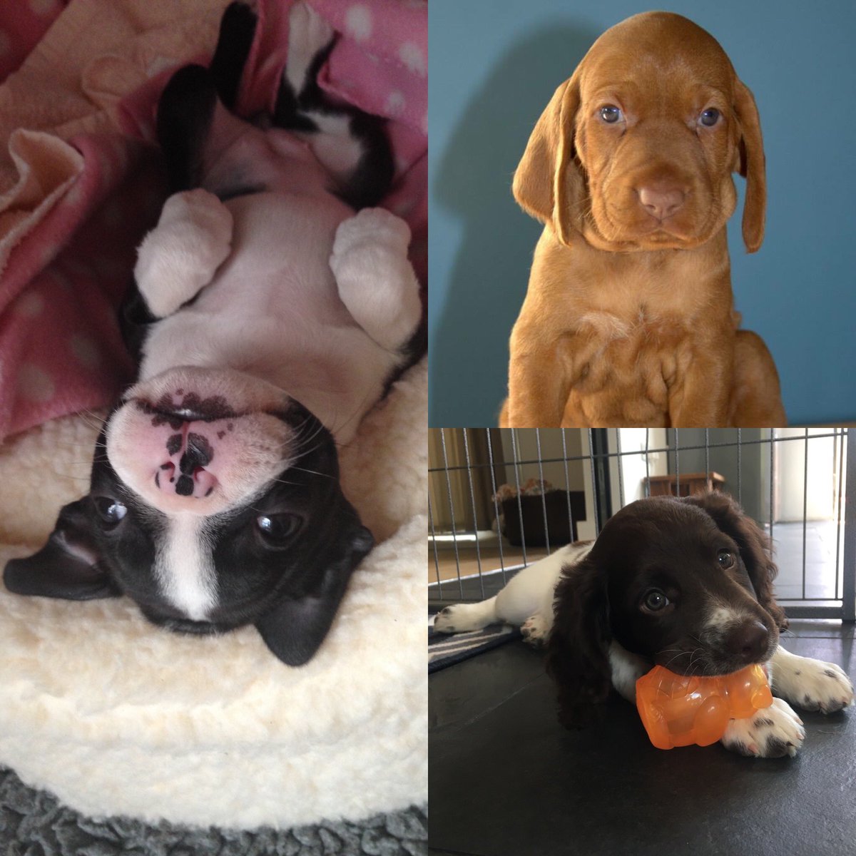 MediK9ltd's tweet photo. It’s National Puppy Day! Share your puppy photos... 🐶🐾😍 https://t.co/uwMkHcRrer