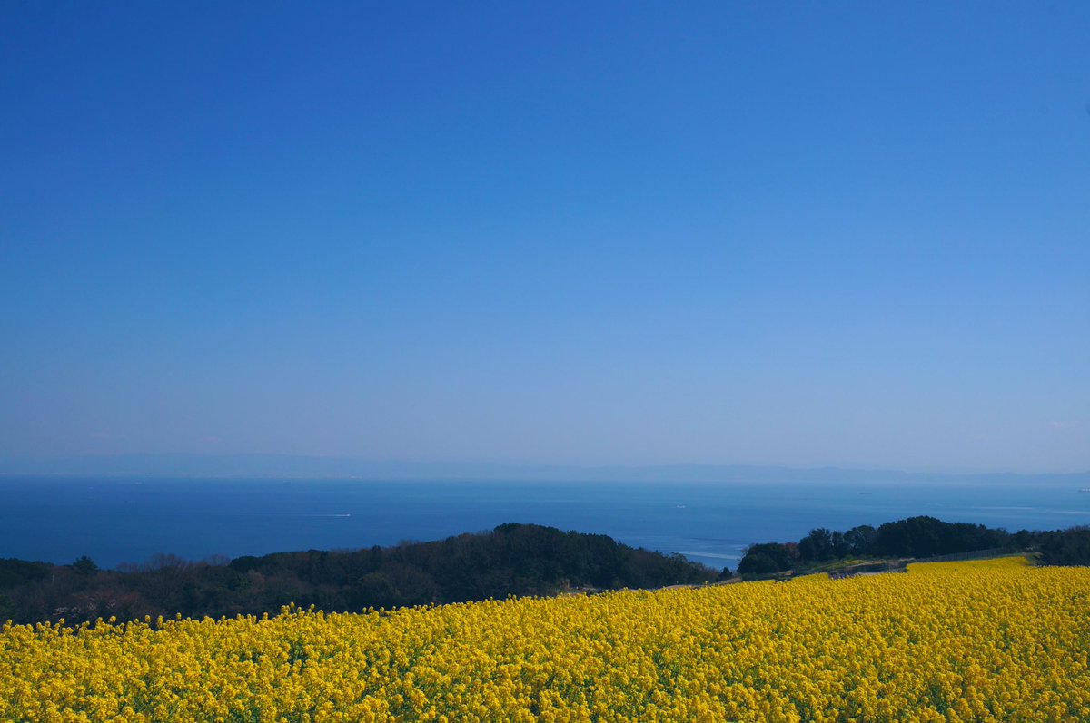 Takana 最近は淡路島にも色んな写真スポットができましたが 私にとって 花さじきは永遠の2大写真スポットの1つなのです ちなみに もう一つの写真スポットはサンセットラインの夕焼けでございます 菜の花 菜の花畑 淡路花さじき 淡路島 花