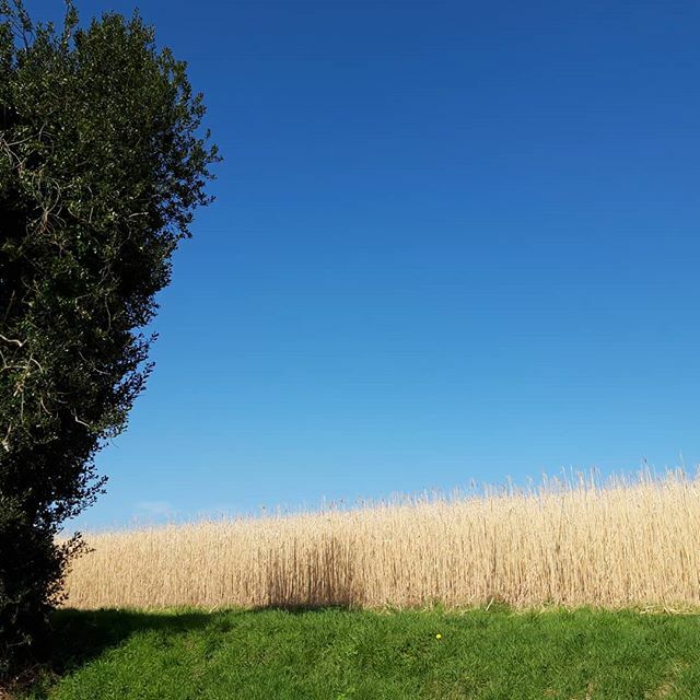 joanna carritt tweet media