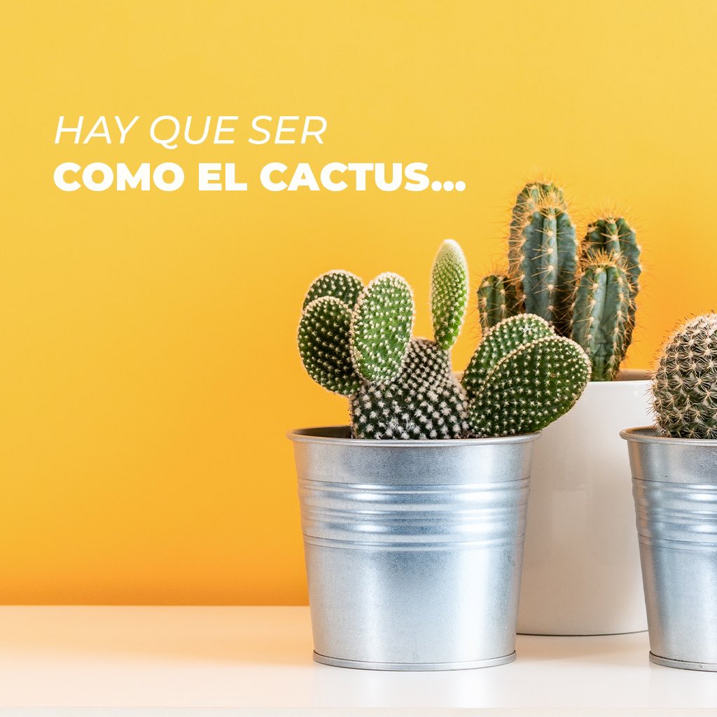 Conciliador pecho Nube GrupoVivePlus on Twitter: "Hay que ser como el cactus 🌵 ... Adaptarse a  cualquier tiempo, lugar y situación...ser fuerte y aún así, nunca olvidarse  de florecer.😃🌸 #felizlunes😘 #aportodas💪 #aporellunes #fuerzadevoluntad  #todosjuntos #todosunidos #