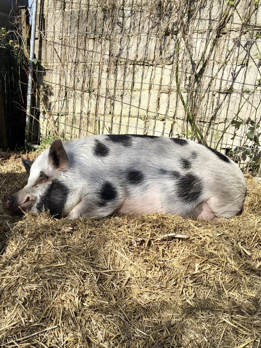 TheSnerit's tweet image. Even Nelson and Barry know the importance of self isolating 🐷🐷😂😂😂 Please do the same! #StayHomeSaveLives #COVIDー19 #LockdownNow