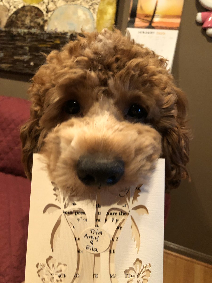 will_well_ami's tweet photo. Eli begging to go to a birthday party.  #GoodDayDC https://t.co/Lbwx1lVAWE