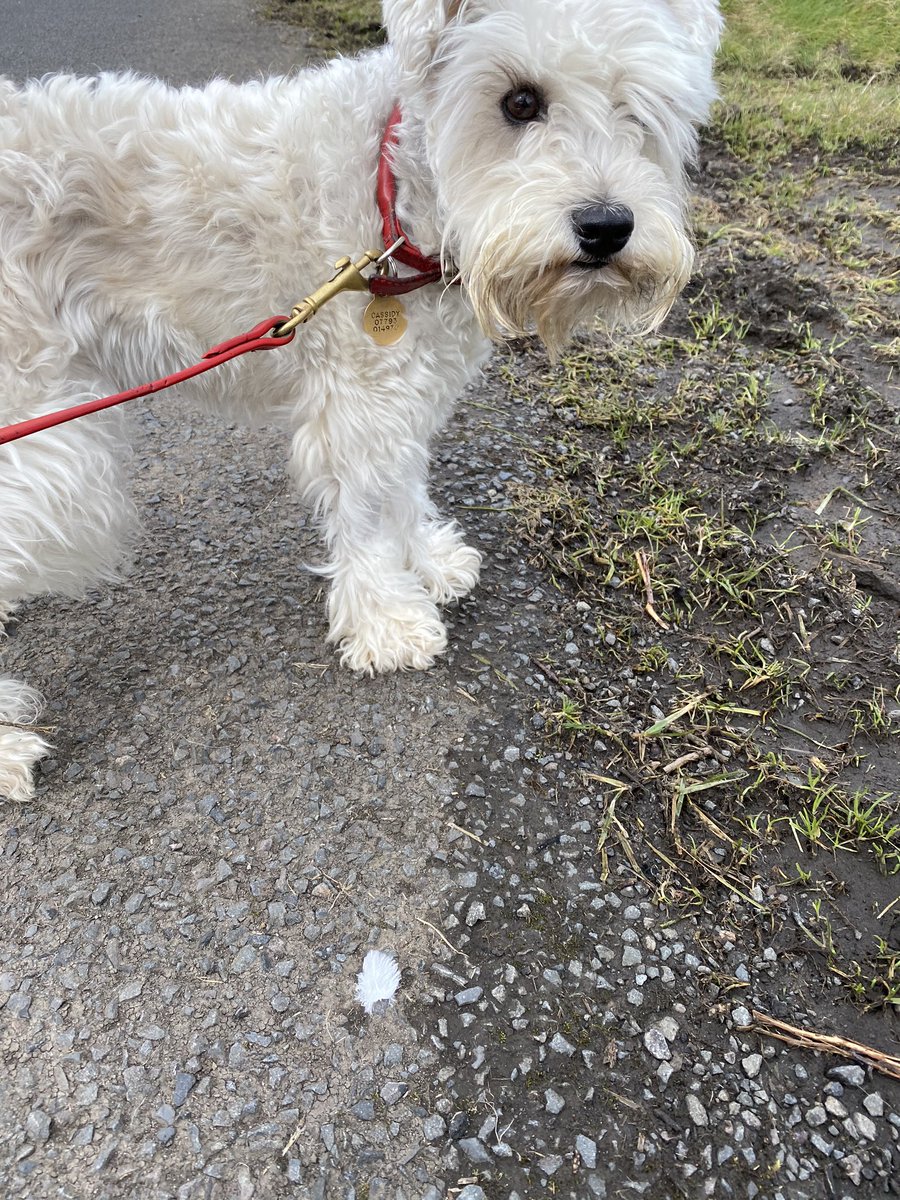 So grateful to still be able to walk my dog, windswept little phoebe❤️#StayHome #COVIDー19 #petbond