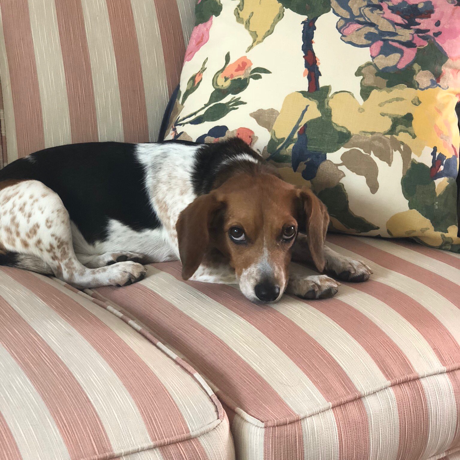 Speckled beagle sales
