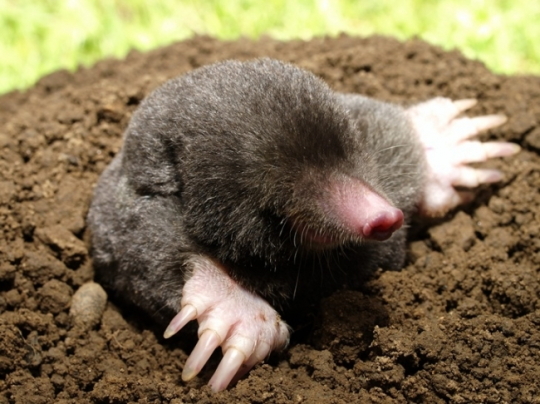 VerityMBruce's tweet photo. From now on I will be describing moles as 'cursed beasts'. #dissertationreading https://t.co/xUFBrl3toN
