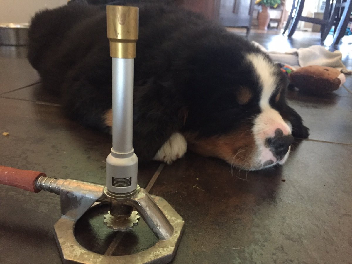 bunsenbernerbmd's tweet image. It’s #NationalPuppyDay in the United States today- but really guys- shouldn’t everyday be puppy day?
But here is some pics of fluffy, cubby, shark Panda me!!
PUPPIES!  ❤️
#MondayMorning #MondayMood #dogs #puppy