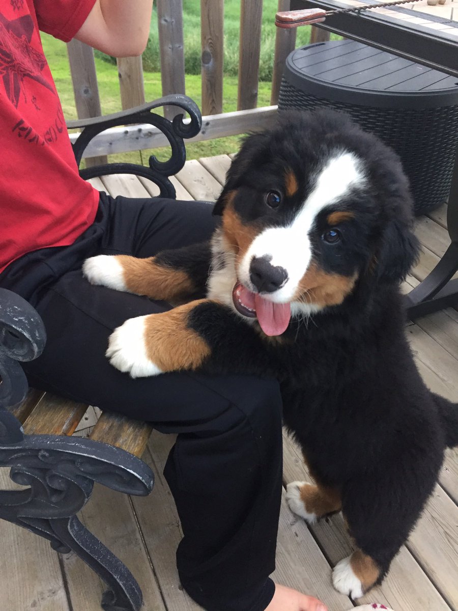 bunsenbernerbmd's tweet image. It’s #NationalPuppyDay in the United States today- but really guys- shouldn’t everyday be puppy day?
But here is some pics of fluffy, cubby, shark Panda me!!
PUPPIES!  ❤️
#MondayMorning #MondayMood #dogs #puppy