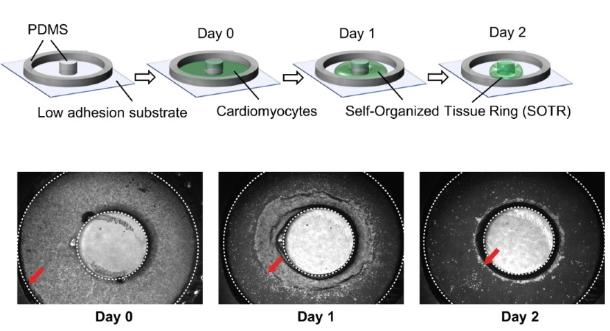 In our latest blog post, we feature Dr. Li Liu from Osaka University Graduate School of Medicine who used rapid electrical pacing to promote maturation of hiPSC-derived #cardiomyocytes in self-organized tissue rings. bit.ly/2QFAnWu <a href="/osaka_univ_e/">The University of Osaka</a>
