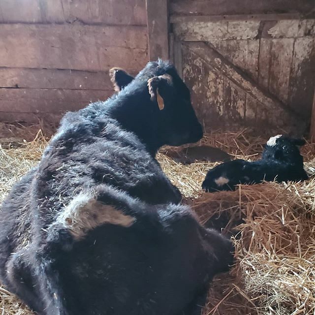 TarrasTails's tweet photo. Athena had her baby bull yesterday. They both needed rest after an exhausting birth!

#belgianbluebull #belgianblue #belgianbluecalf #belgianbluecows #belgianbluecattle #calf #calves #welcometotheworld #farm #farmlife #spring #springcalving https://t.co/ViLBM8uQo8
