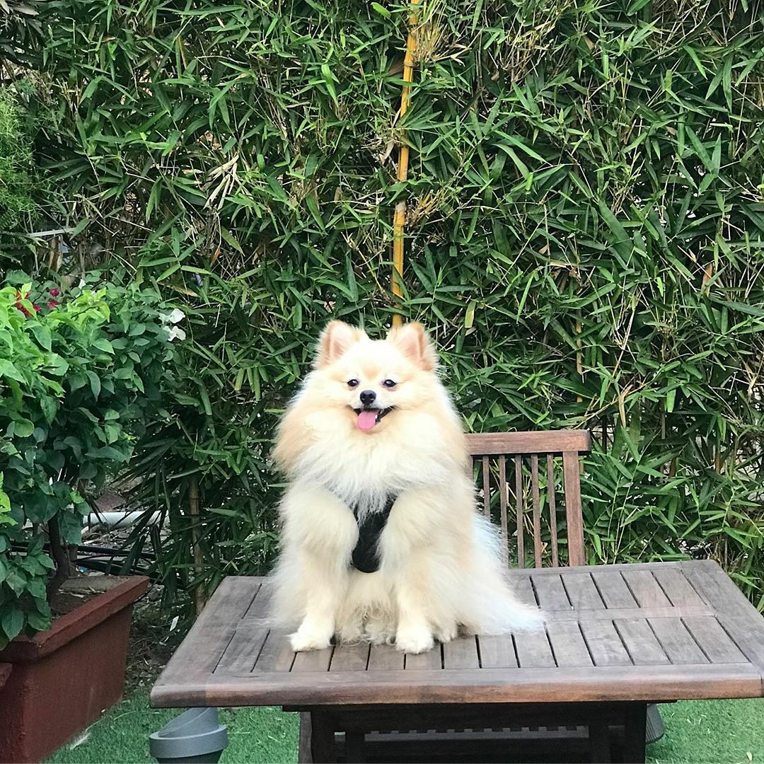 #Repost @timtim586
• • • • • •
Data Resort By Della Adventures Lonavala

Hello guys 🐶 , i am on a vacation for the first time ❤😃. Thankyou <a href="/delladata/">D.A.T.A Resort</a> &amp; @jimmy_mistry for having me 🐶
.
.
.
#cutofftoconnect #delladata #DATAResort #glamping #nature #adventure #luxuryresort