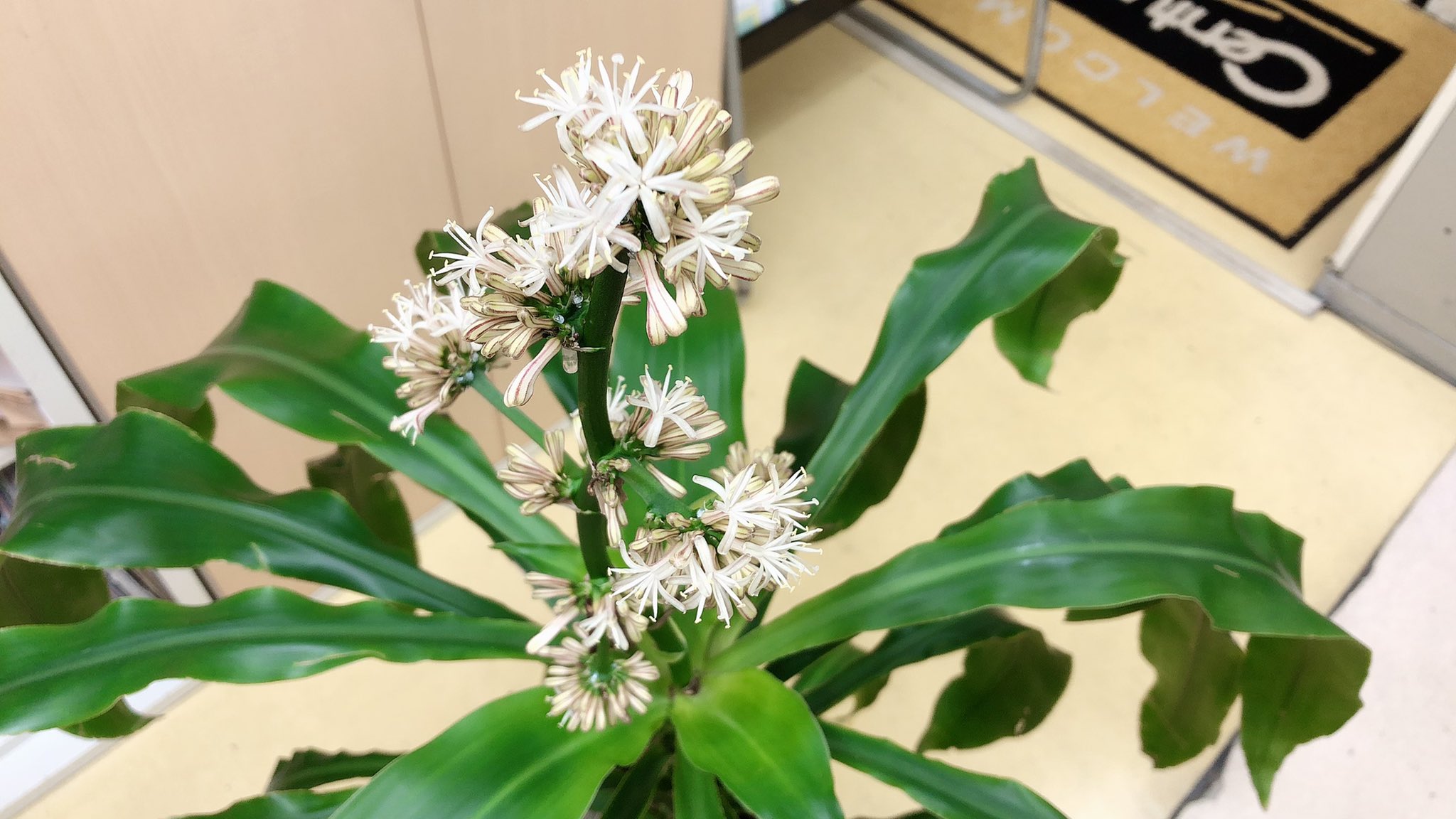 センチュリー21ホームサービス 伏見桃山店 お店の幸福の木のお花が咲きました 幸福の木はめったに花が咲かないそうで 花が咲くと良いことがあるかもしれないそうです 良いことがありますように 幸福の木 幸福の木に花が咲いた 幸福の木の花