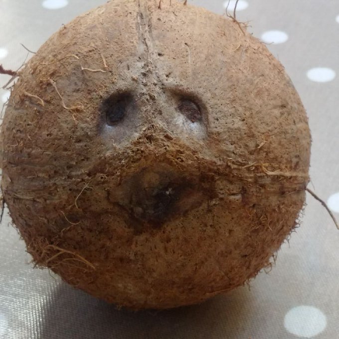 Wordy fact of the day for kids (and bored adults): the 'coco' in 'coconut' means 'grinning face' or 'bogeyman'. It was given its name by Portuguese explorers, who thought the three holes on every coconut's base looked like a scary mask.