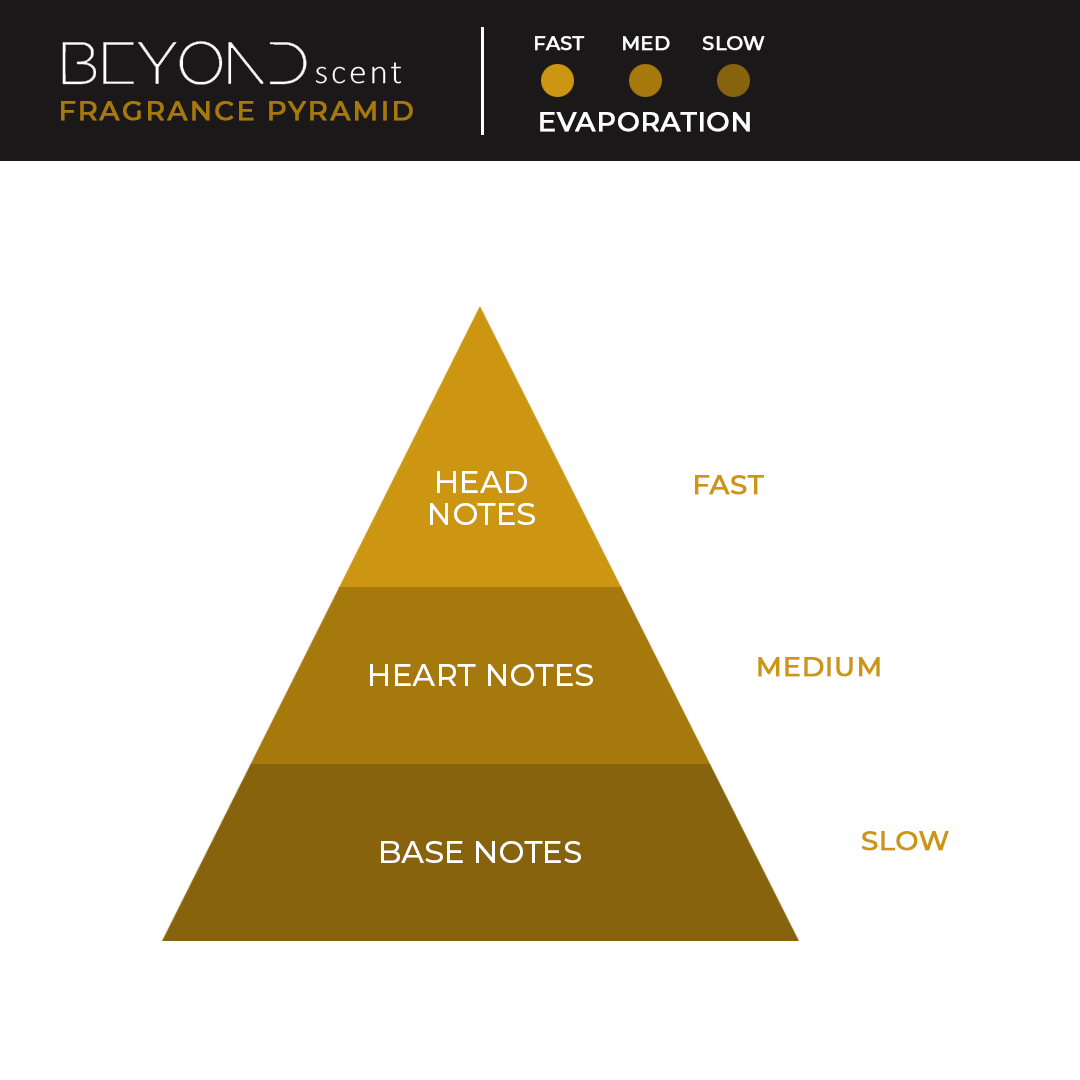 BeyondScent's tweet image. The composition of each #fragrance fragrance is denoted by Head (top), Heart (middle) and #Basenotes. Head notes are selected to create first impression, while Heart notes give character, and Base notes (referred to as the “fragrance dry down”) provide background and ambience.