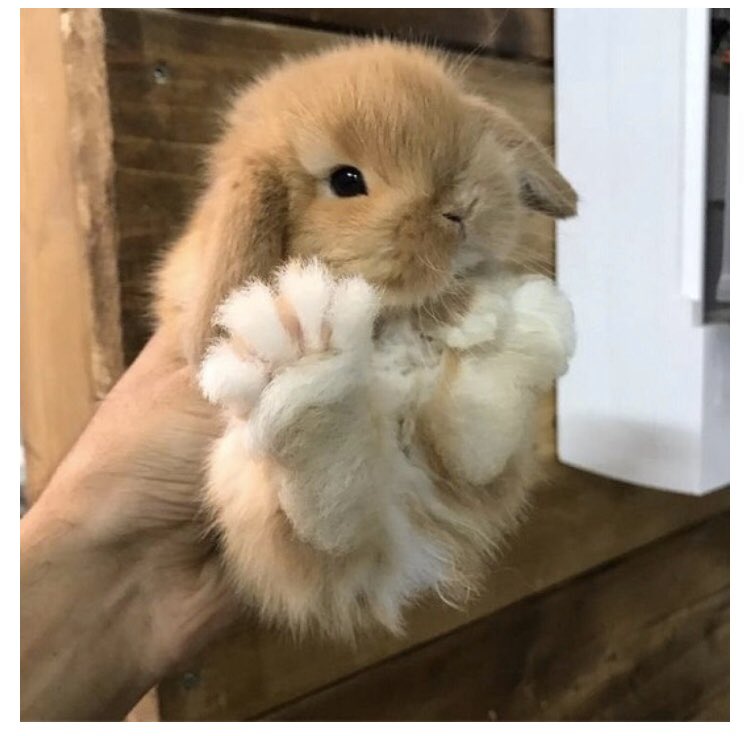 How Many Toes Does a Rabbit Have  